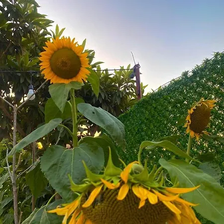 Otel Lemon-ada Butik *